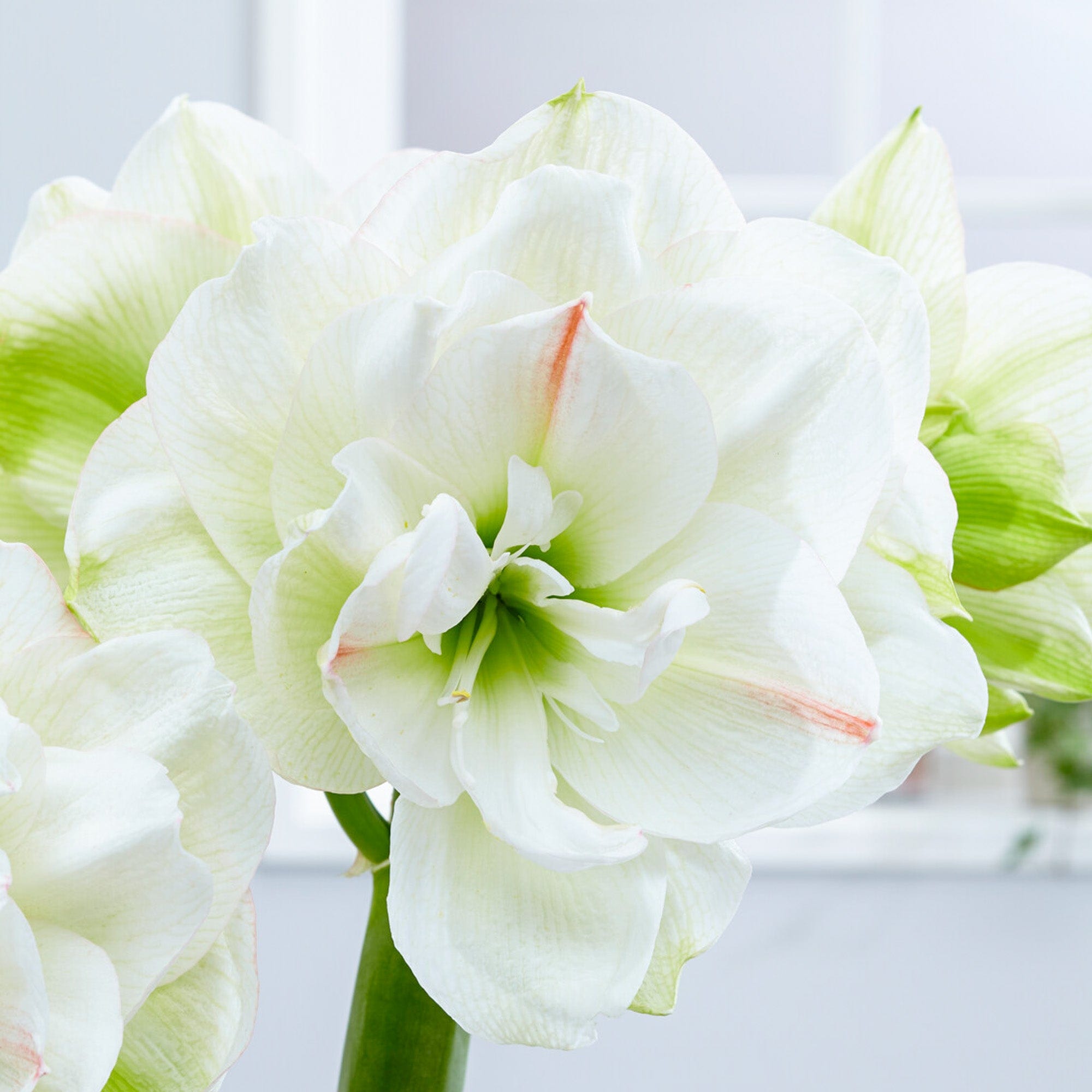 Amaryllis 'White Amadeus'